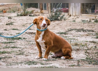 GABRIEL ❤️ SEHR SANFT  - Typisch Portugiesischer Podengo
