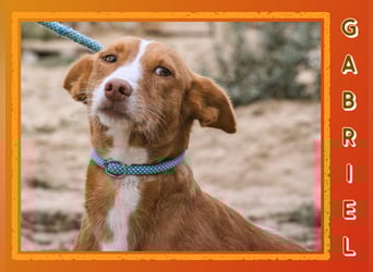 GABRIEL ❤️ SEHR SANFT  - Typisch Portugiesischer Podengo