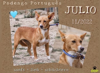 Julio - (noch) etwas schüchtern - sucht Zuhause mit Hundekumpel