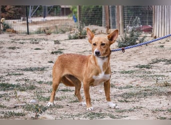 Julio - (noch) etwas schüchtern - sucht Zuhause mit Hundekumpel