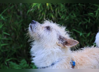 WUSCHEL AFONSO - - will wieder Vertrauen - - lieben und geliebt werden