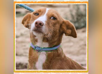 GABRIEL ❤️ SEHR SANFT  - Typisch Portugiesischer Podengo