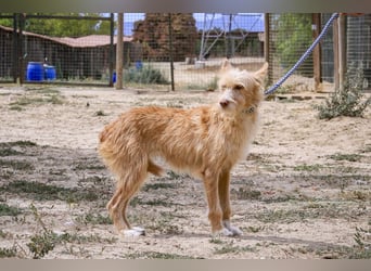 Pflegestelle oder Endstelle für • MELLOW gesucht !