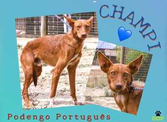 ♦️ JULIO • CHAMPI • TINSEL ♦️ in der Cantinho da Milu ⏳ 9/2025