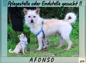 Pflegestelle oder erfahrene Endstelle • für AFONSO gesucht !