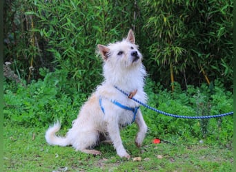 AFONSO - will wieder lieben und geliebt werden