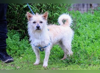 Wer kann Afonso helfen - zu seiner Sanftheit und Unbekümmertheit zurückzufinden ? ❕