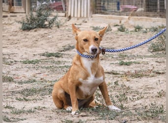 Julio - (noch) etwas schüchtern - sucht Zuhause mit Hundekumpel