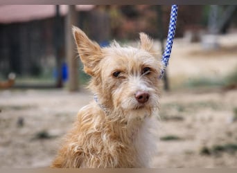 Pflegestelle oder Endstelle für • MELLOW gesucht !