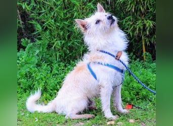 AFONSO - will wieder lieben und geliebt werden