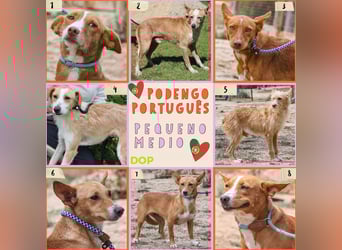 GABRIEL❣️sehr lieb & sanft –> Typisch PODENGO