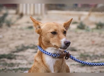 Julio - (noch) etwas schüchtern - sucht Zuhause mit Hundekumpel