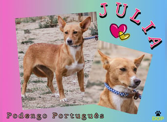 ♦️  CHAMPI • TINSEL - JULIA ♦️ in der Cantinho da Milu ⏳ 9/2025