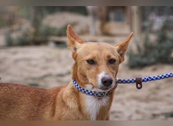 Julio - (noch) etwas schüchtern - sucht Zuhause mit Hundekumpel