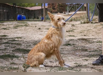 Pflegestelle oder Endstelle für • MELLOW gesucht !