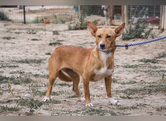 Julio - (noch) etwas schüchtern - sucht Zuhause mit Hundekumpel