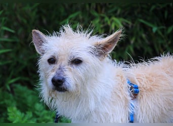 AFONSO - will wieder lieben und geliebt werden