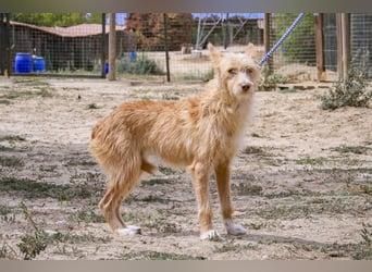Pflegestelle oder Endstelle für • MELLOW gesucht !