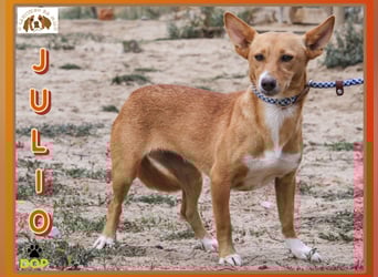 Julio - (noch) etwas schüchtern - sucht Zuhause mit Hundekumpel