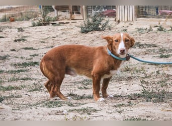 GABRIEL sehr lieb & sanft❗️Typisch Podengo