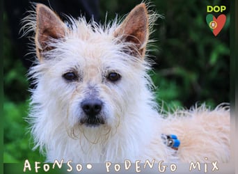 Wer kann Afonso helfen - zu seiner Sanftheit und Unbekümmertheit zurückzufinden ? ❕