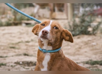 GABRIEL sehr lieb & sanft❗️Typisch Podengo