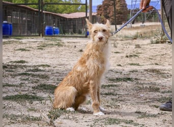 Pflegestelle oder Endstelle für • MELLOW gesucht !