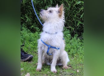 AFONSO - will wieder lieben und geliebt werden