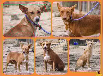 Julio - (noch) etwas schüchtern - sucht Zuhause mit Hundekumpel