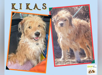 PODENGO MIX ♦️KIKAS♦️ in der Cantinho da Milu ⏳ 1/2019