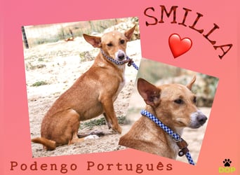 Schüchterne Podengo Hündin ♦️ SMILLA ♦️ in der Cantinho da Milu ⏳ 9/2025