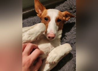 Zauberhafte Podenga Nami wartet in Deutschland auf ihr Happy End!
