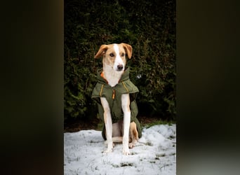 Pflegehündin Dali wartet in 59427 Unna auf souveräne Menschen!