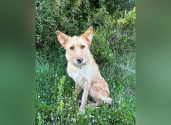 Sanfte Ava wartet in Portugal auf ihr Happy End!