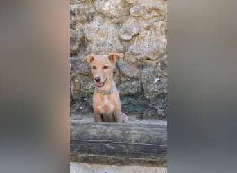 Zauberhafter Lemon wartet auf unserem Tierschutzhof in Portugal!