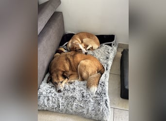 Pflegehündin Dali wartet in 59427 Unna auf souveräne Menschen!