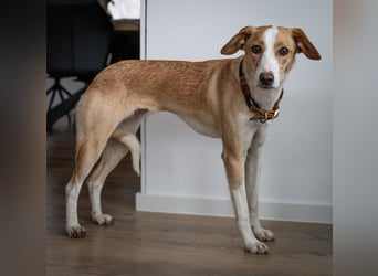 Pflegehündin Dali wartet in 59427 Unna auf souveräne Menschen!