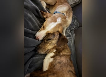 Pflegehündin Dali wartet in 59427 Unna auf souveräne Menschen!