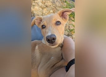 Zauberhafter Lemon wartet auf unserem Tierschutzhof in Portugal!