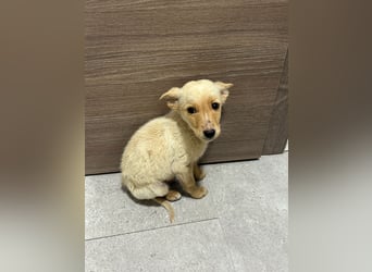 Zauberhafter Lemon wartet auf unserem Tierschutzhof in Portugal!