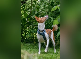 Zauberhafte Podenga Nami wartet in 40668 Meerbusch auf dich!
