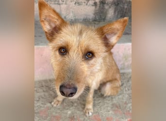 Sanfte Ava wartet in Portugal auf ihr Happy End!