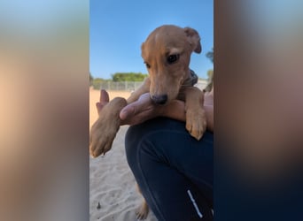 Zauberhafter Lemon wartet auf unserem Tierschutzhof in Portugal!