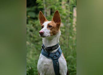Zauberhafte Podenga Nami wartet in 40668 Meerbusch auf dich!