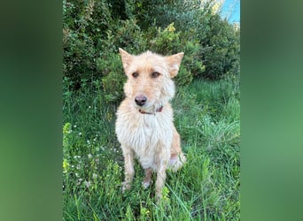 Sanfte Ava wartet in Portugal auf ihr Happy End!