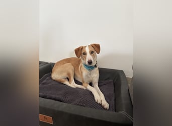 Pflegehündin Dali wartet in 59427 Unna auf souveräne Menschen!