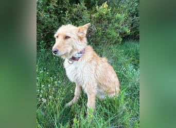 Sanfte Ava wartet in Portugal auf ihr Happy End!