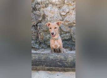 Zauberhafter Lemon wartet auf unserem Tierschutzhof in Portugal!