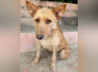 Sanfte Ava wartet in Portugal auf ihr Happy End!