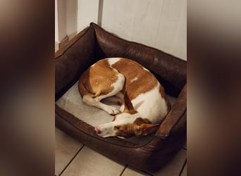 Zauberhafte Podenga Nami wartet in Deutschland auf ihr Happy End!